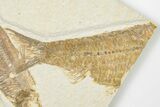 3.15" Detailed Fossil Fish (Knightia) - Wyoming - #201598-2